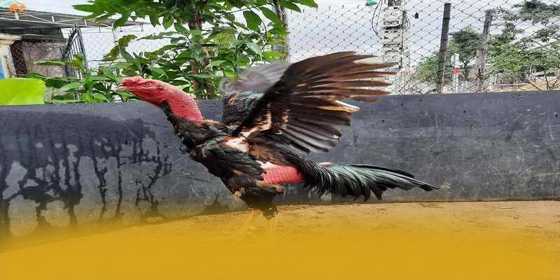 Nhận xét từ thành viên đã trải nghiệm về 8XBET